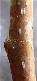  Stem with lenticels
